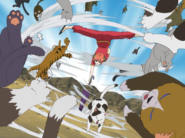 第130話 猫好きと犬好きは相容れない あらすじ アニメ銀魂 第130話 猫好きと犬好きは相容れない あらすじ アニメ銀魂