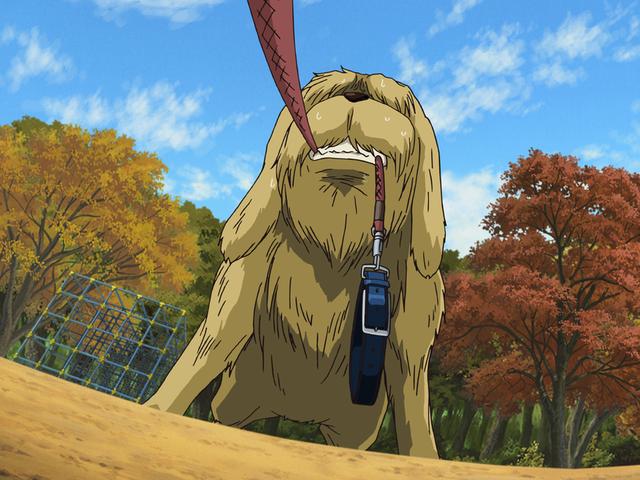 第130話 猫好きと犬好きは相容れない あらすじ アニメ銀魂 第130話 猫好きと犬好きは相容れない あらすじ アニメ銀魂