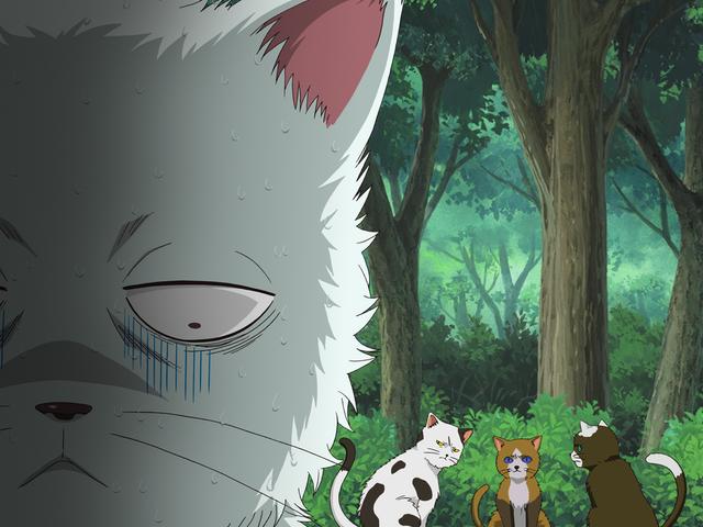 第190話 捜しものをする時はそいつの目線になって捜せ あらすじ アニメ銀魂 第190話 捜しものをする時はそいつの目線になって捜せ あらすじ アニメ銀魂