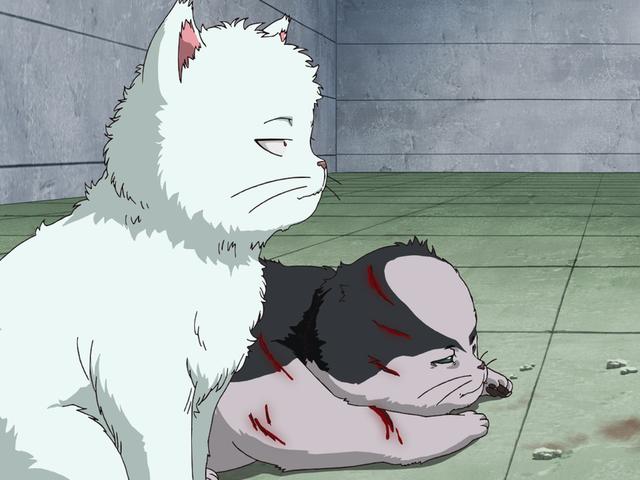 第192話 かぶき町野良猫ブルース あらすじ アニメ銀魂 第192話 かぶき町野良猫ブルース あらすじ アニメ銀魂